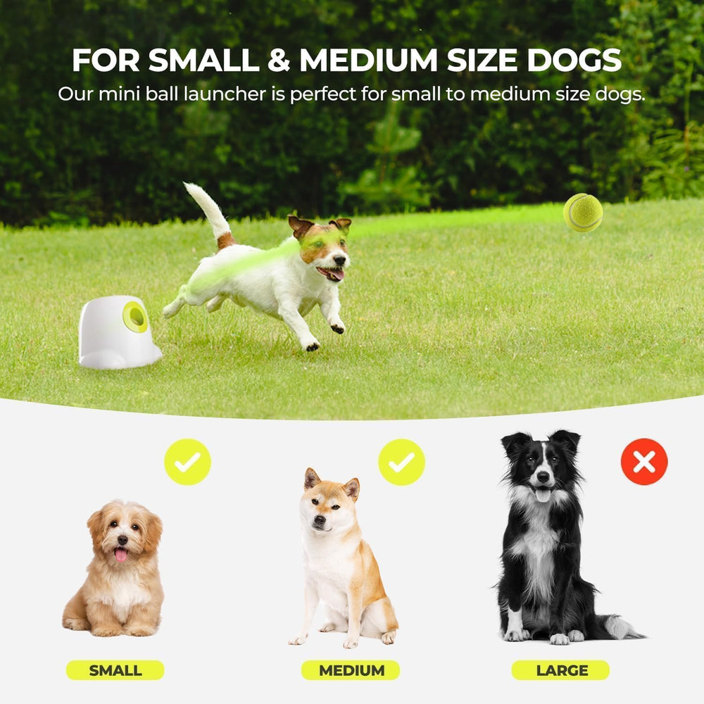 Outil d'entraînement et stimulation mentale pour chien.