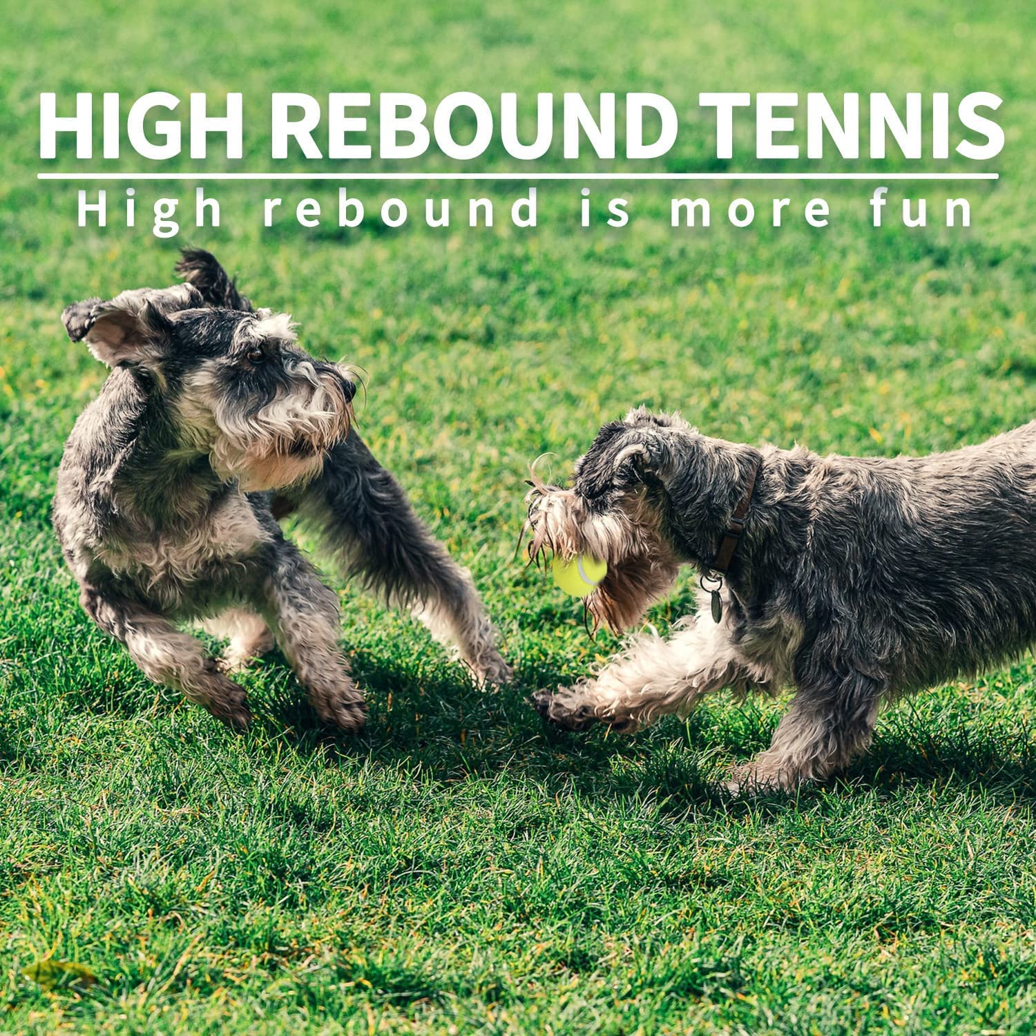 ALL FOR PAWS pack de 6 balles-tennis jaune pour entraînement et jeux