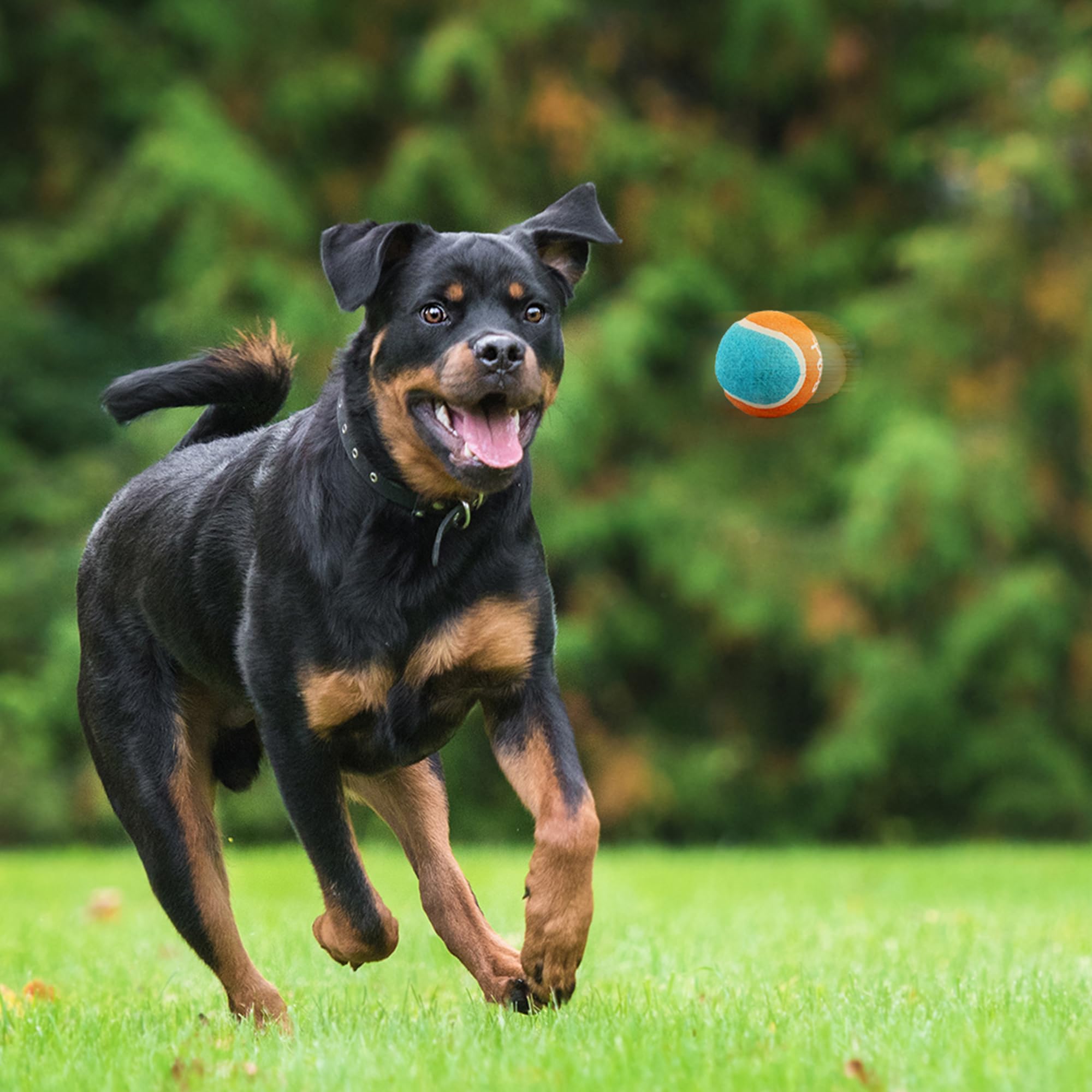 Balles tennis All For Paws – couleurs vives, repérables sur gazon.