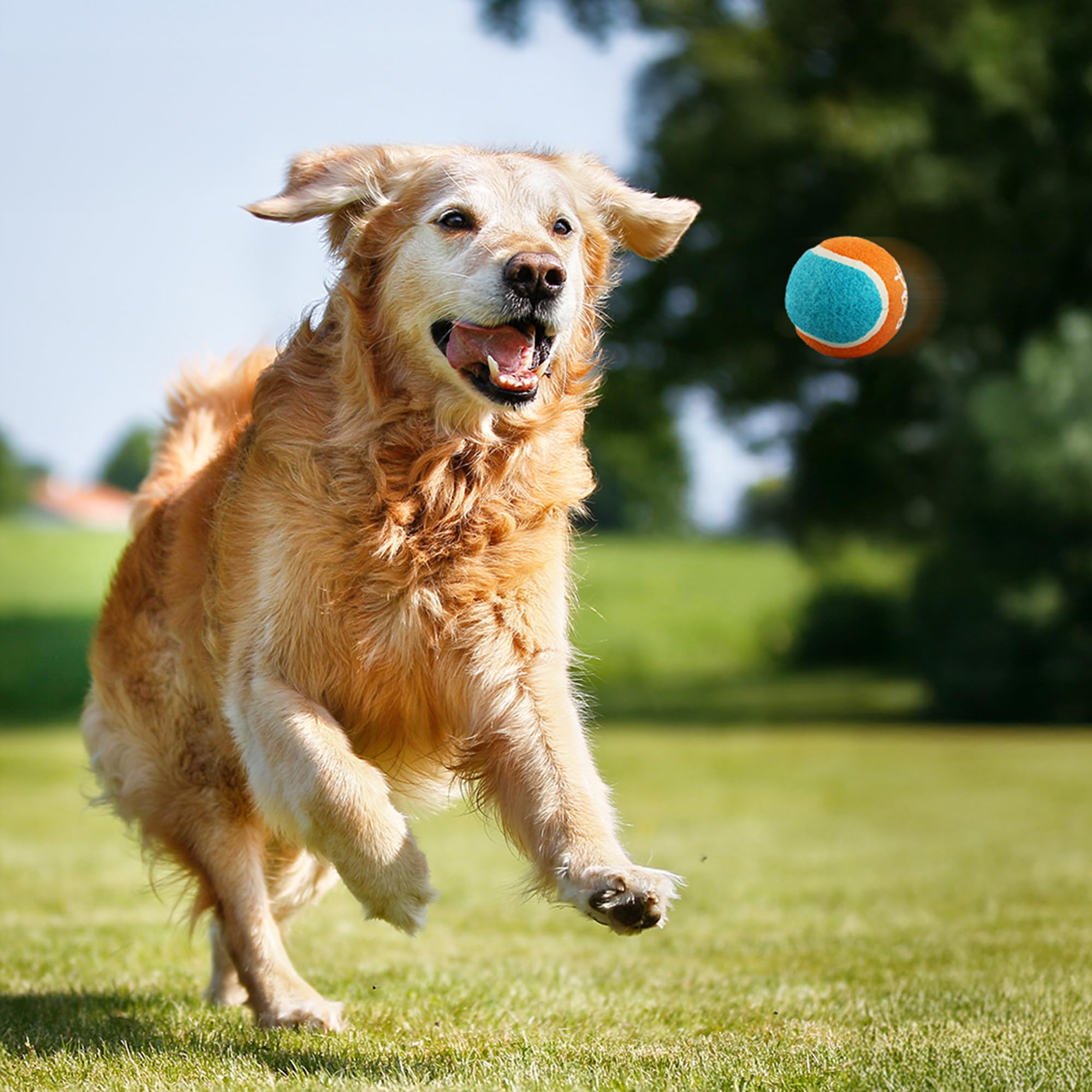 Balles tennis All For Paws adaptées chiens 20-60 lb – exercice recommandé.