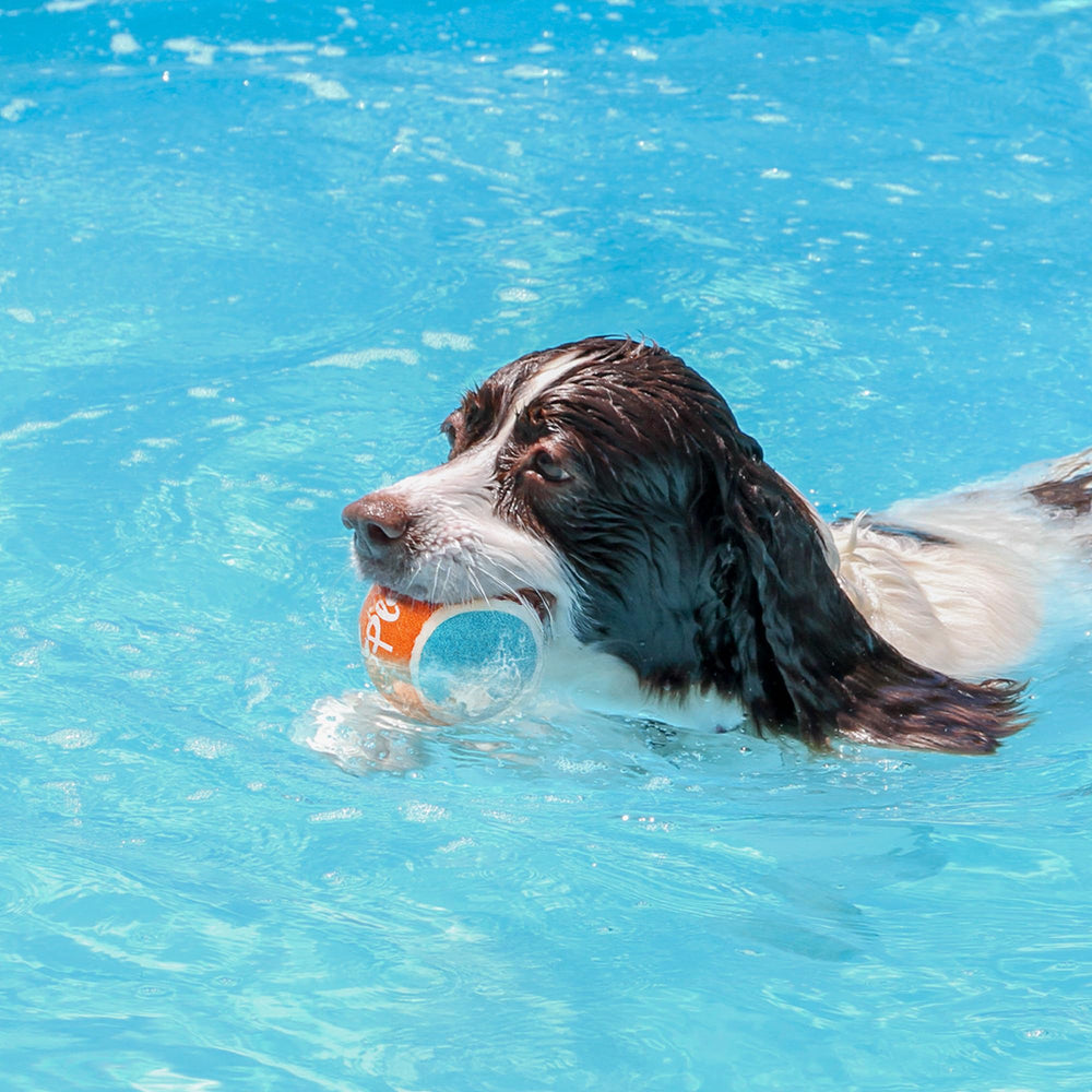 Balles tennis All For Paws compatibles lanceur – sessions rapides.