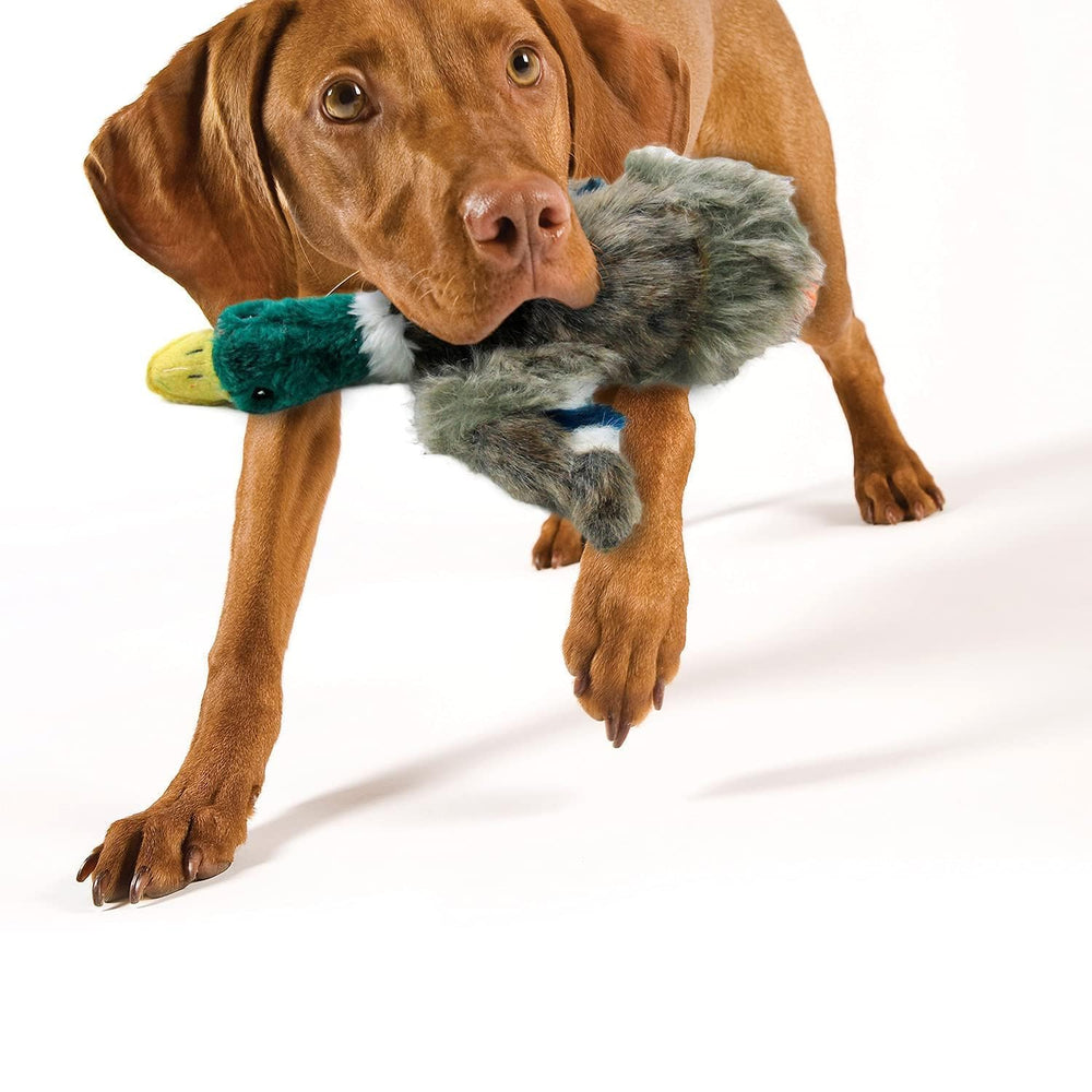 ALL FOR PAWS canard idée cadeau chien, joyeux et pratique.