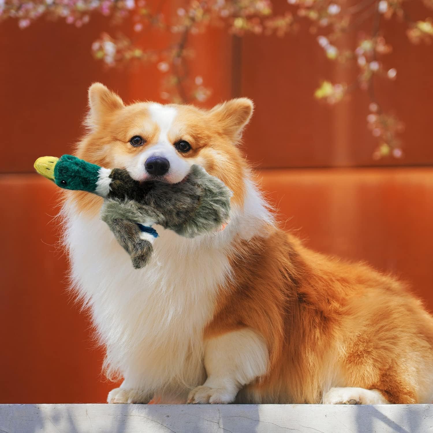 ALL FOR PAWS canard exercice pour chiens, stimule l'activité physique et l'imagination.