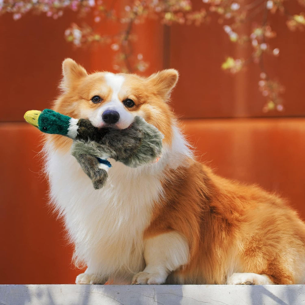 ALL FOR PAWS canard exercice pour chiens, stimule l'activité physique et l'imagination.