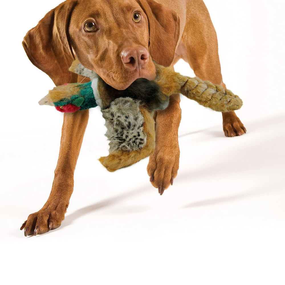 ALL FOR PAWS grand modele – adapté aux grands chiens.