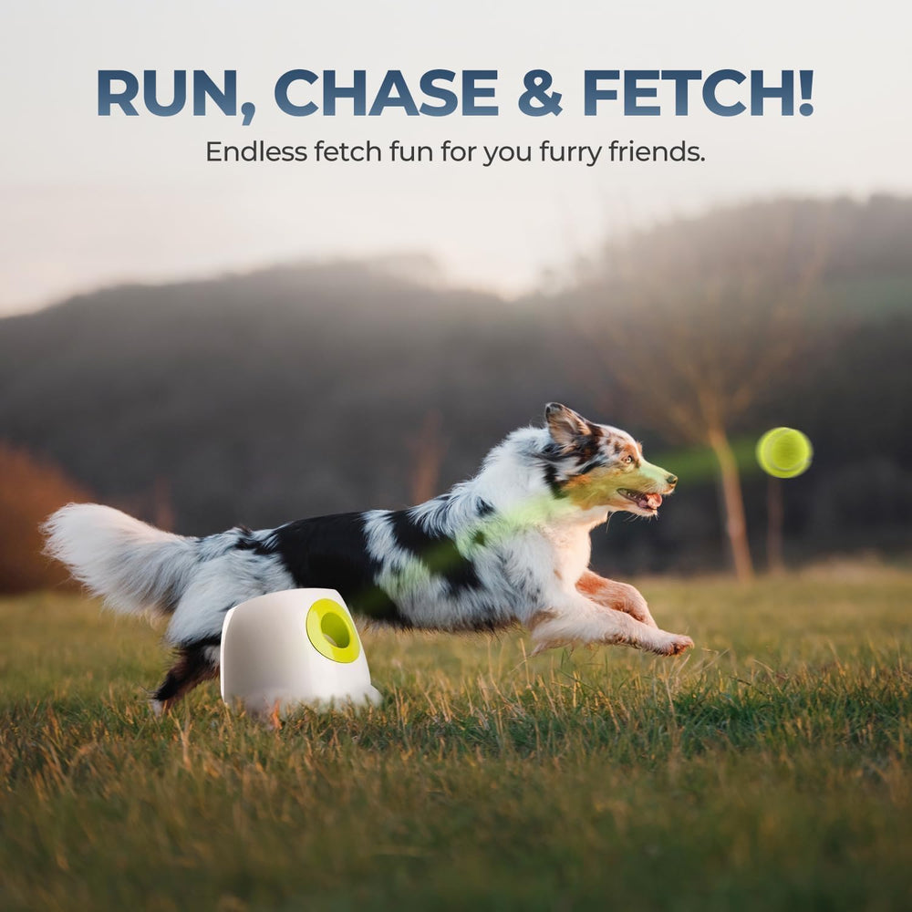 ALL FOR PAWS lanceur-balles-automatique distance moyenne pour chiens actifs