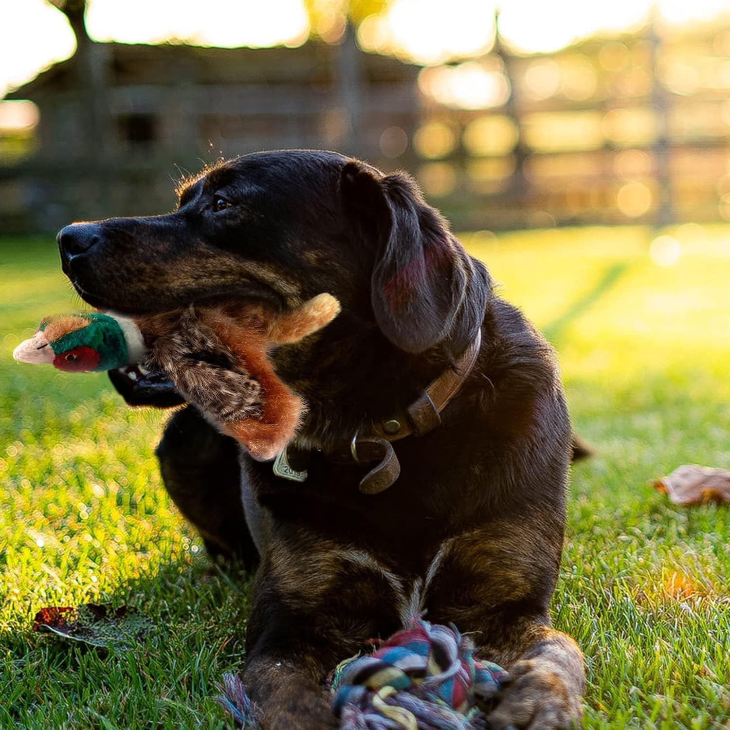 ALL FOR PAWS jouet de chasse robuste – compagnon de jeu fiable.