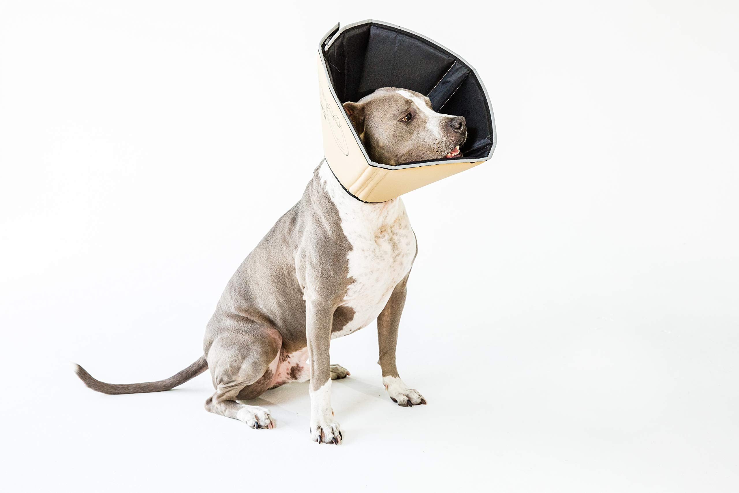 Liseret réfléchissant du Comfy Cone All Four Paws pour sécurité.