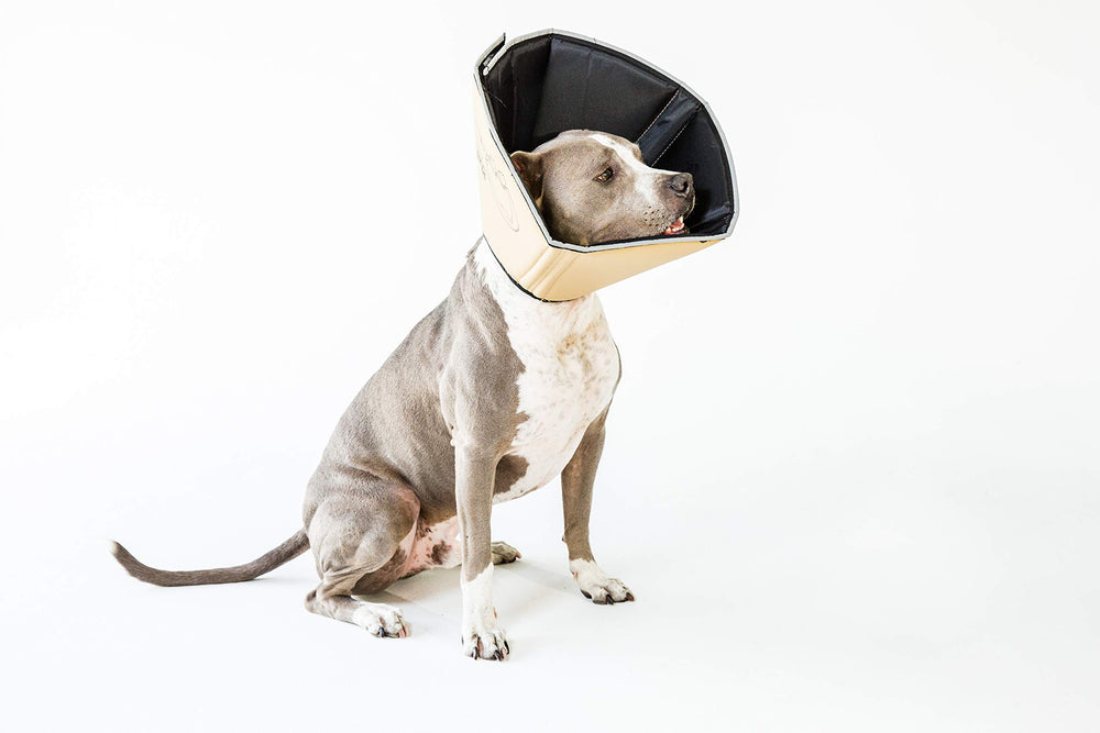 Liseret réfléchissant du Comfy Cone All Four Paws pour sécurité.