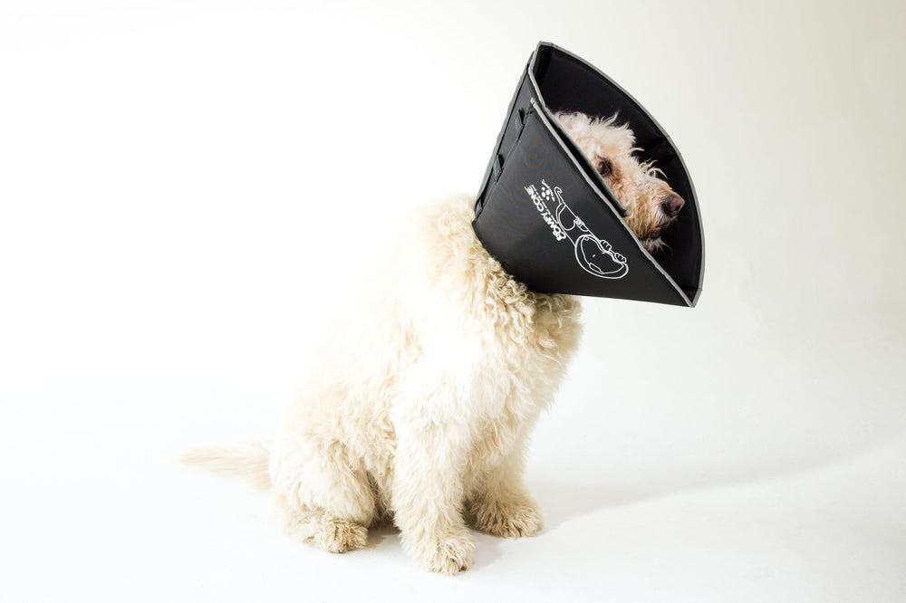 All Four Paws Comfy Cone pliable lors des repas pour faciliter l’alimentation.