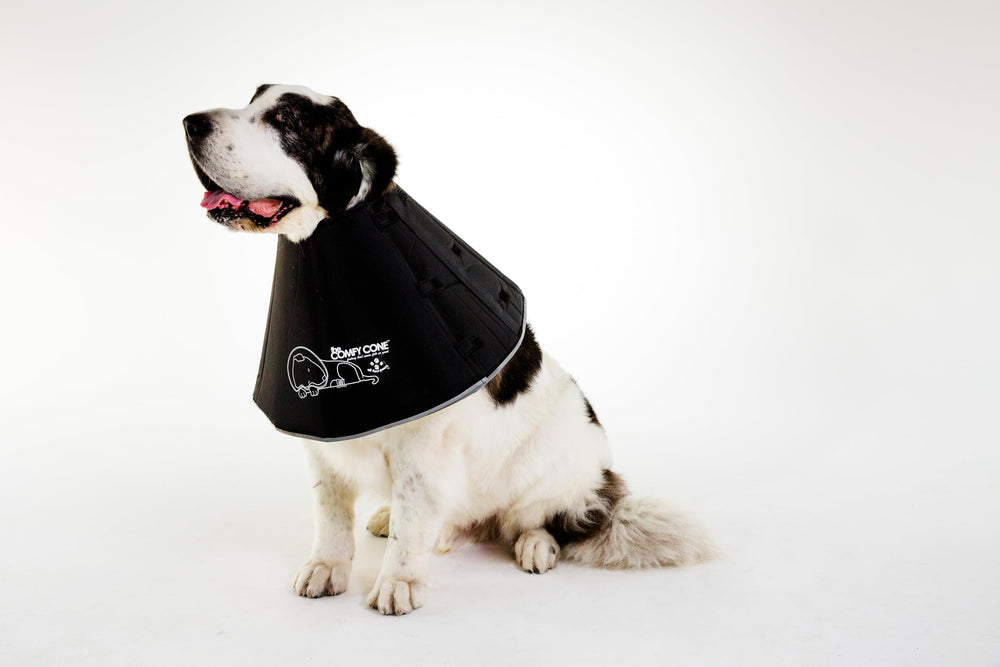 All Four Paws Comfy Cone XXL noir, anneau pour collier intégré et sécurité.