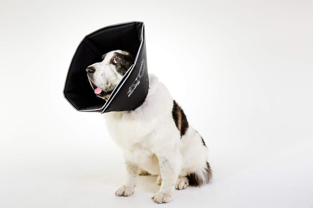 All Four Paws Comfy Cone XXL noir, bord réfléchissant pour plus de sécurité.