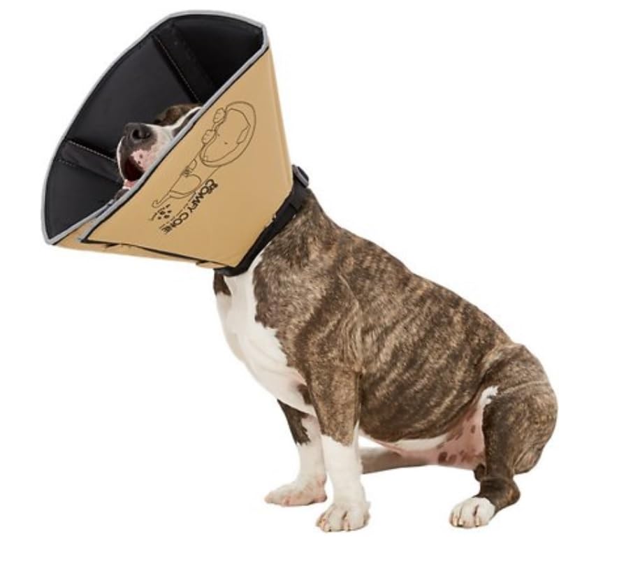 All Four Paws Comfy Cone, lien réfléchissant pour la sécurité lors des sorties.