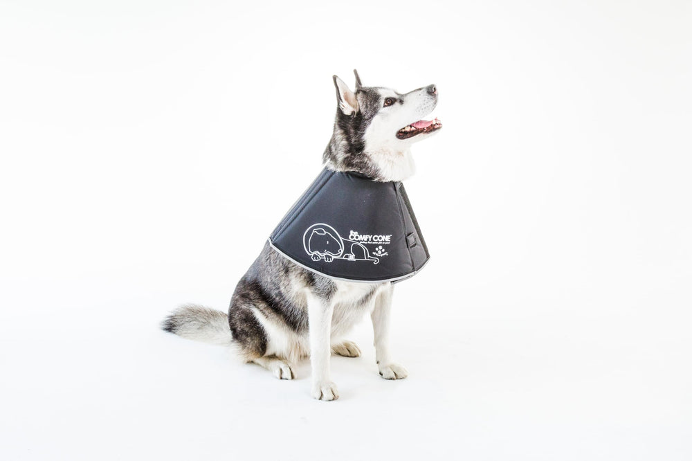 All Four Paws Cône imperméable et facile à nettoyer