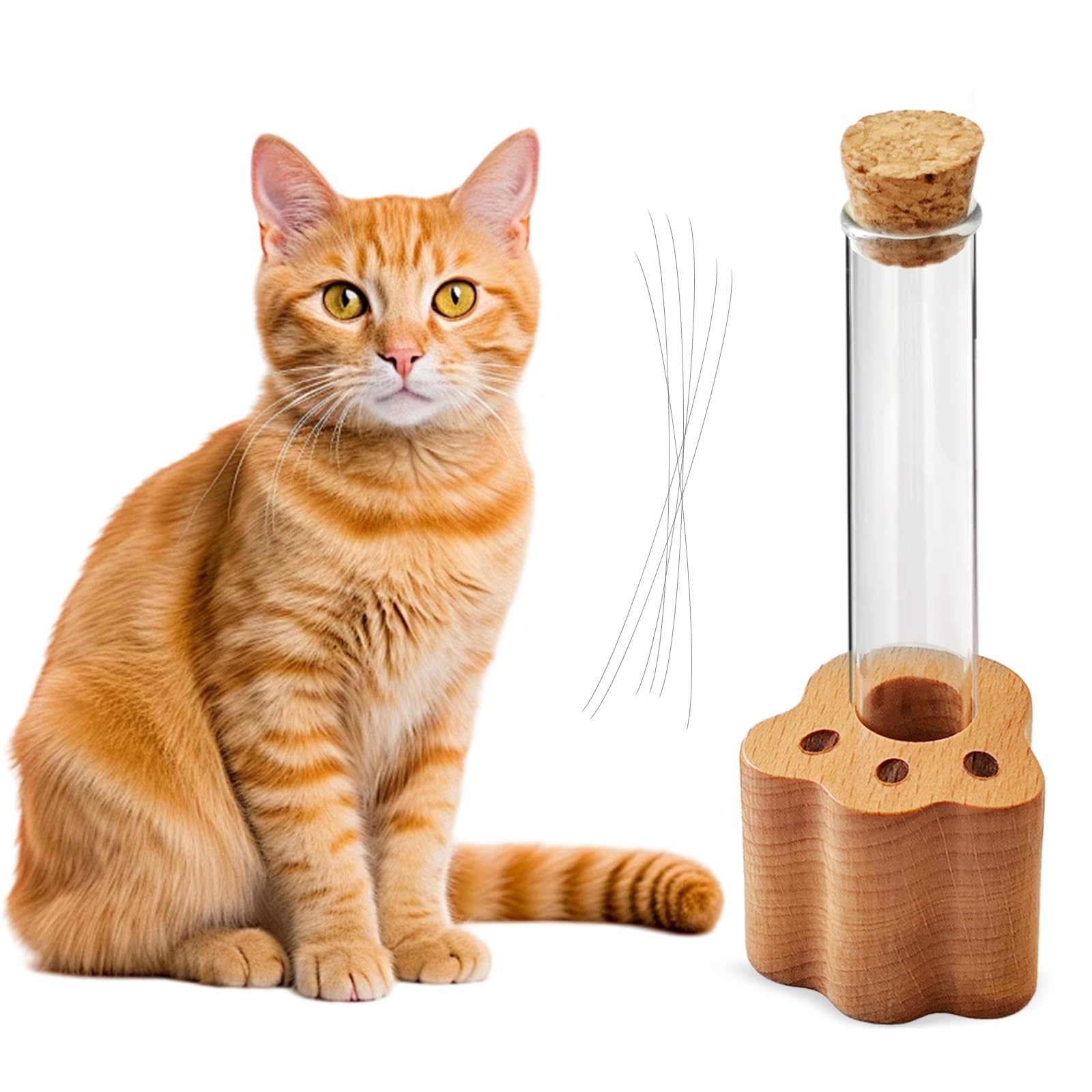 Allenkwok pot moustaches-chat en verre transparent, mémoire durable pour votre compagnon félin.