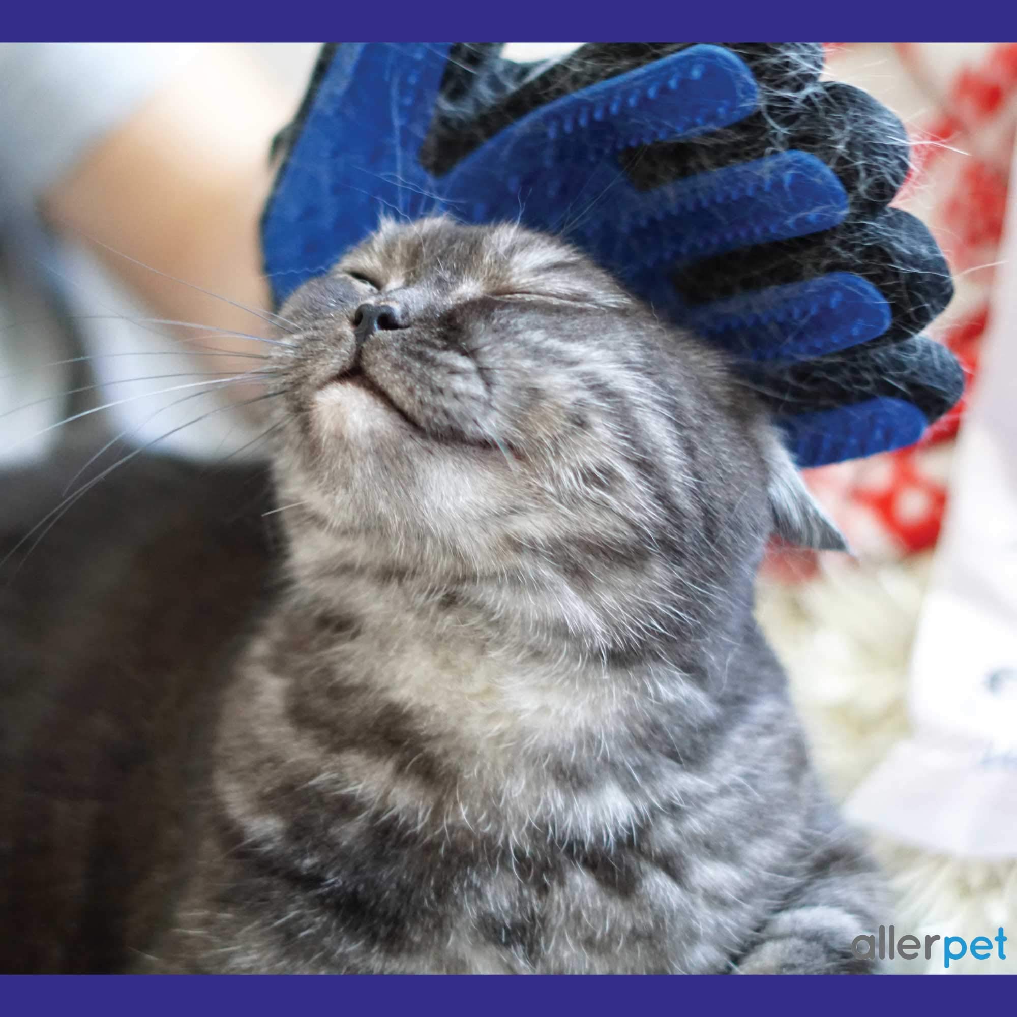 Allerpet: application avec gant pour optimiser le soin.