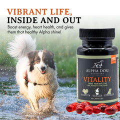 Chien utilisant Vitality au quotidien pour un pelage plus sain