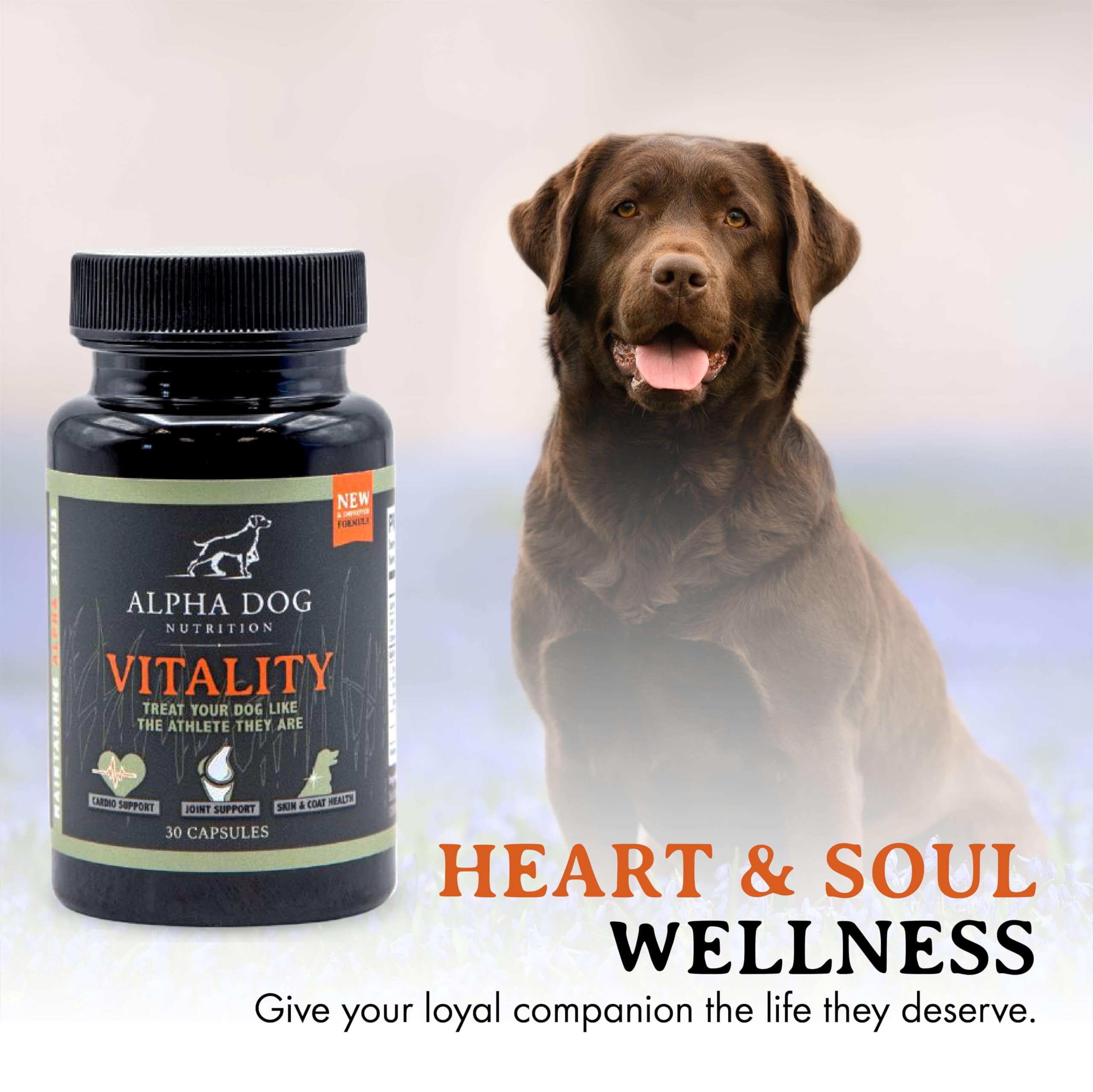Chien actif avec soutien des articulations grâce à Vitality