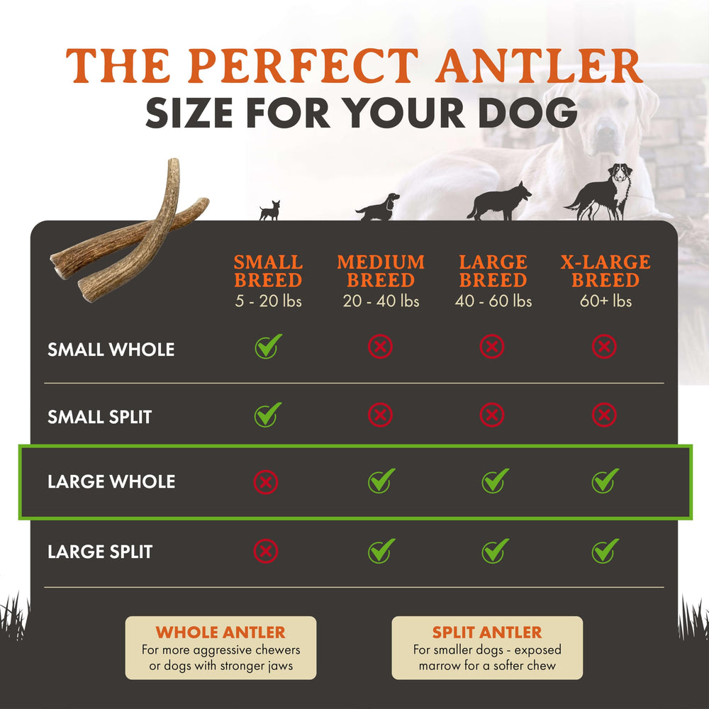 Alpha Dog Nutrition os de wapiti grand entier – support naturel pour la dentition