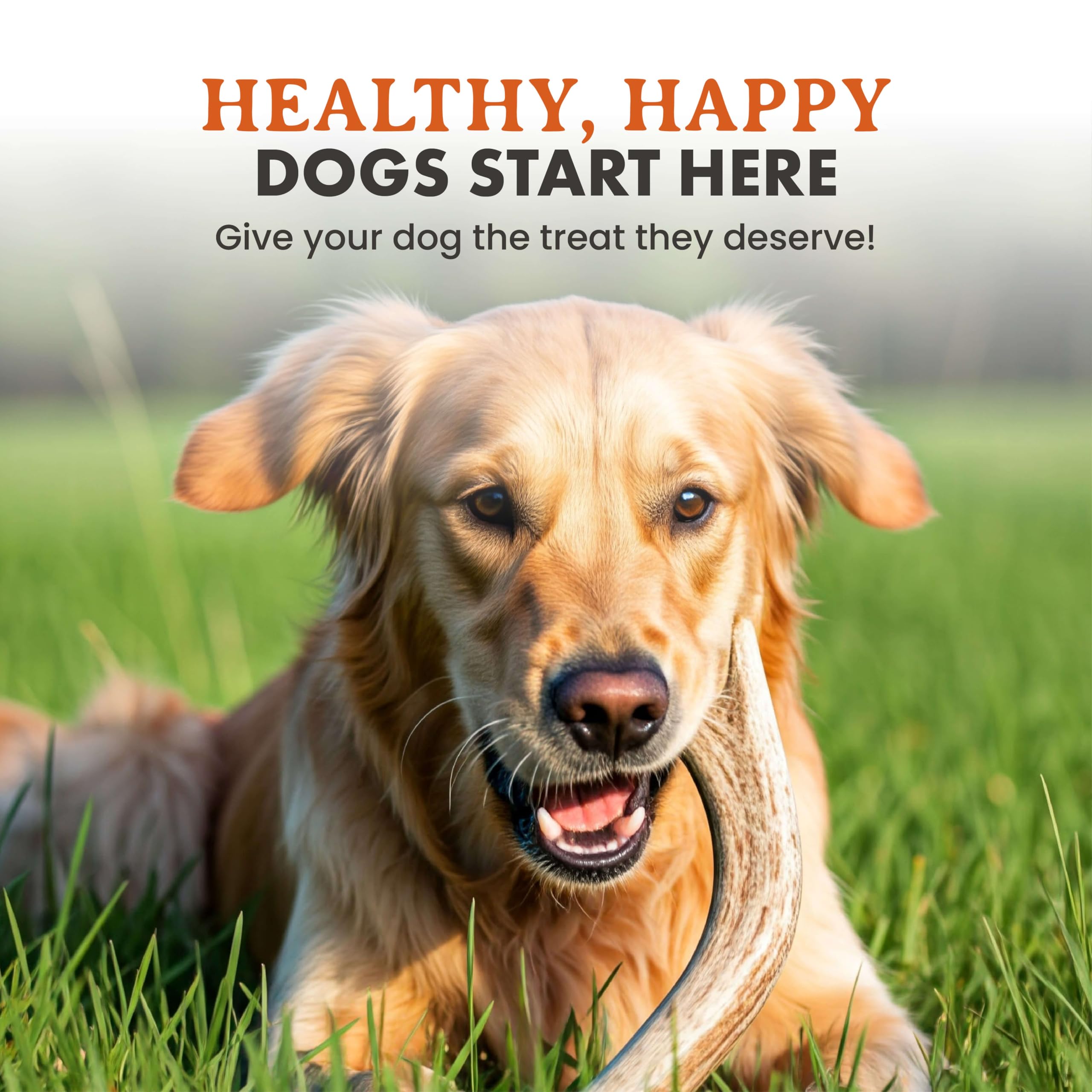 Alpha Dog Nutrition os de wapiti grand entier – emballage et origine USA