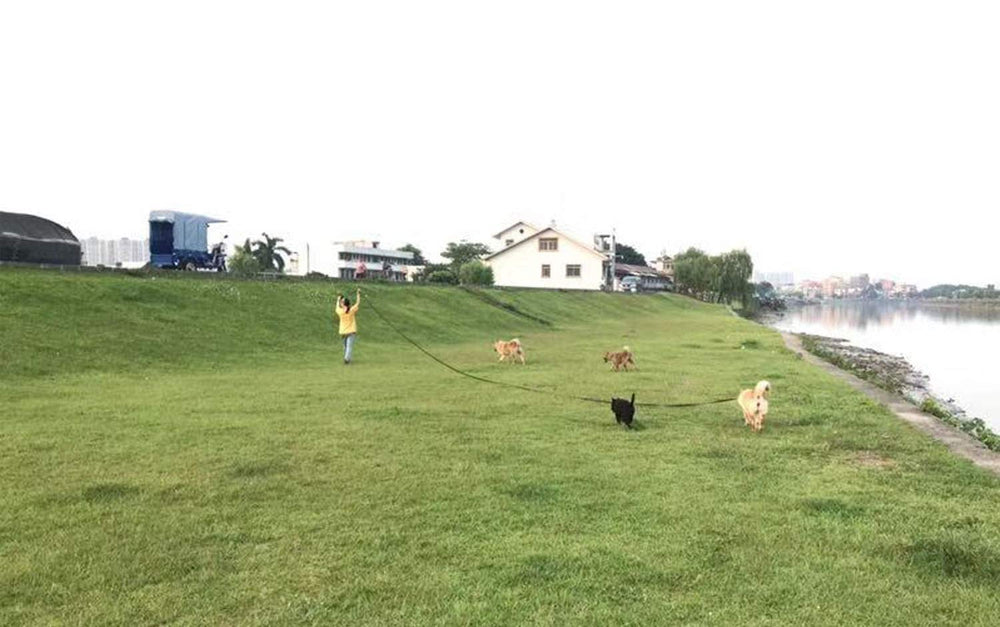 AMAGOOD entraînement recall chien bleu, aide à développer l'autonomie maîtrisée.