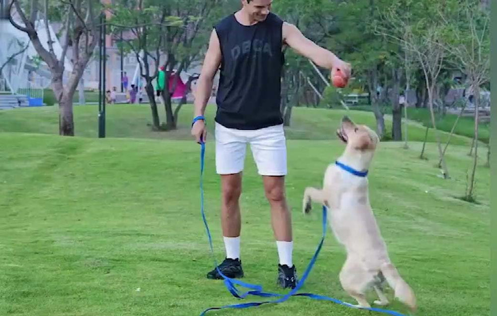 AMAGOOD laisse longue chien 100 pieds bleu, pour expérimenter le rappel et la sécurité.