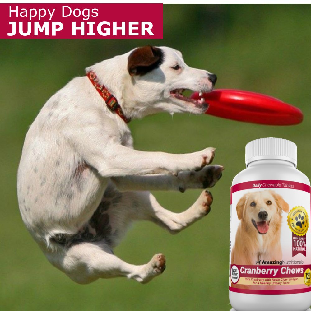 Amazing Nutritionals friandises canneberge pour chien, gros plan sur les gommes et texture appétente