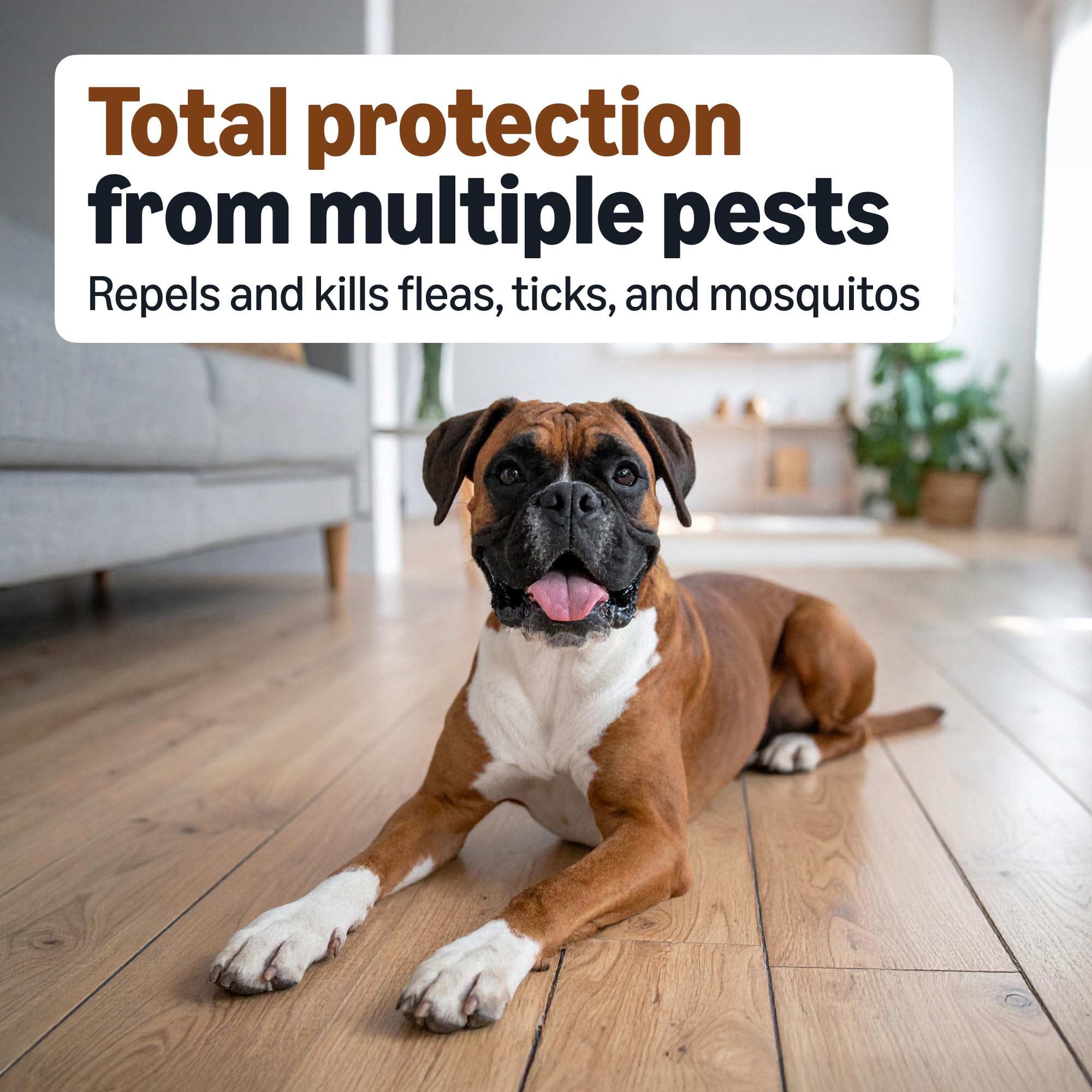 Amazon Basics: Application sur le dos du chien, facilité d’utilisation.
