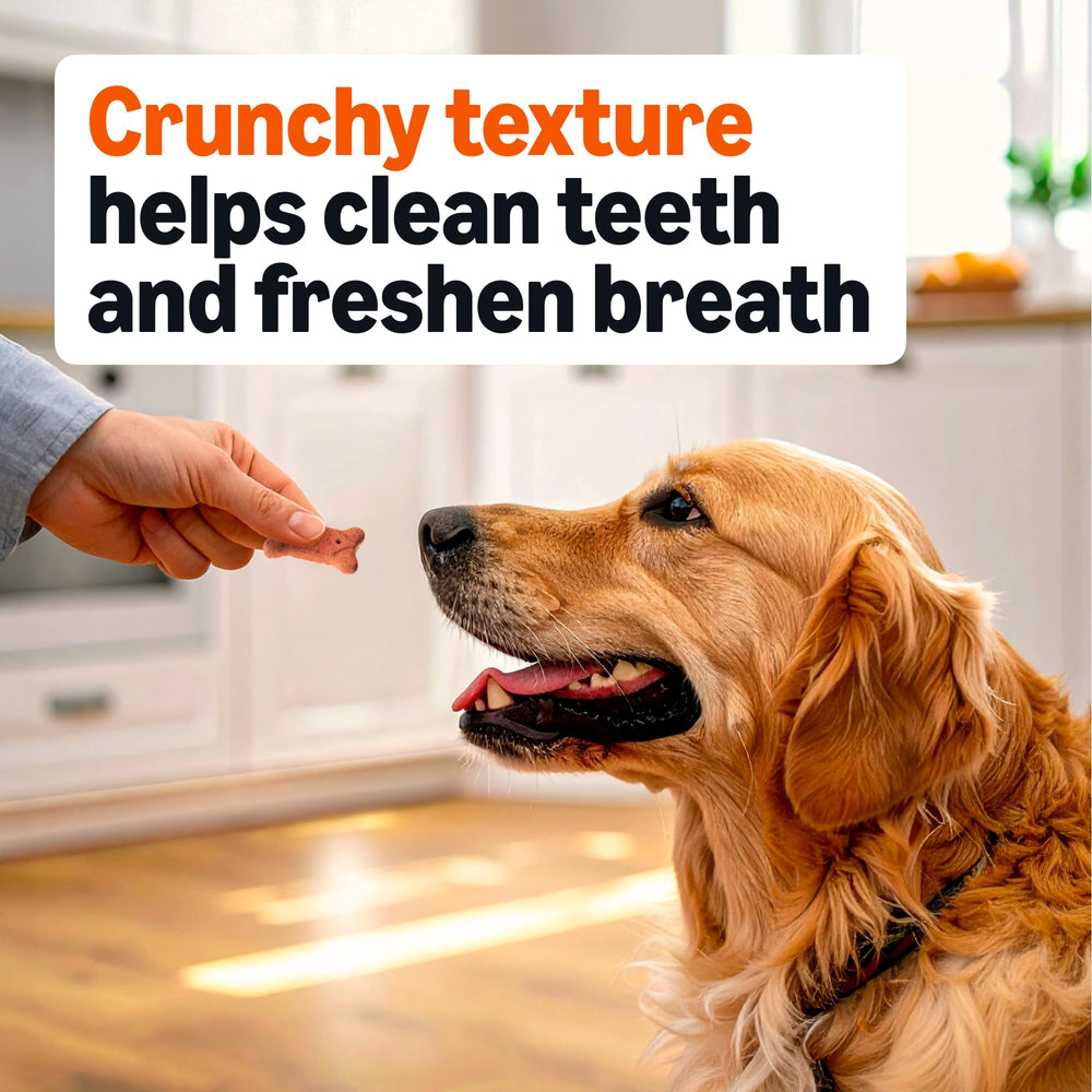 Biscuit Amazon Basics riches en vitamines et minéraux pour chiens actifs