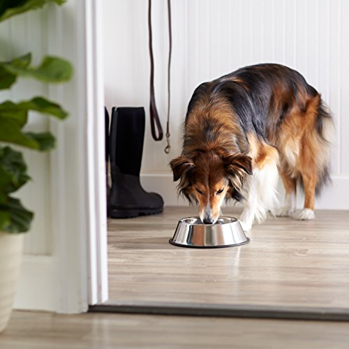 Bol Amazon Basics en inox usage quotidien pour animal.