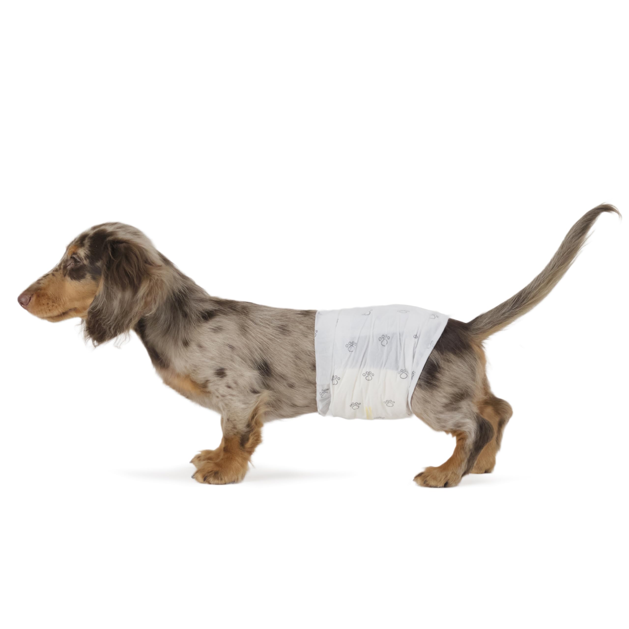 Couches jetables Amazon Basics pour chien mâle, paquet de 30, pratique pour les sorties.