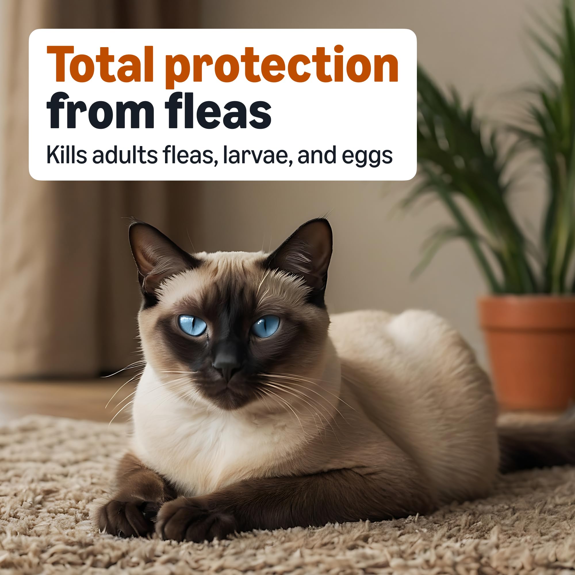 Amazon Basics Gouttes appliquées sur la peau du dos du chat pour une application facile.