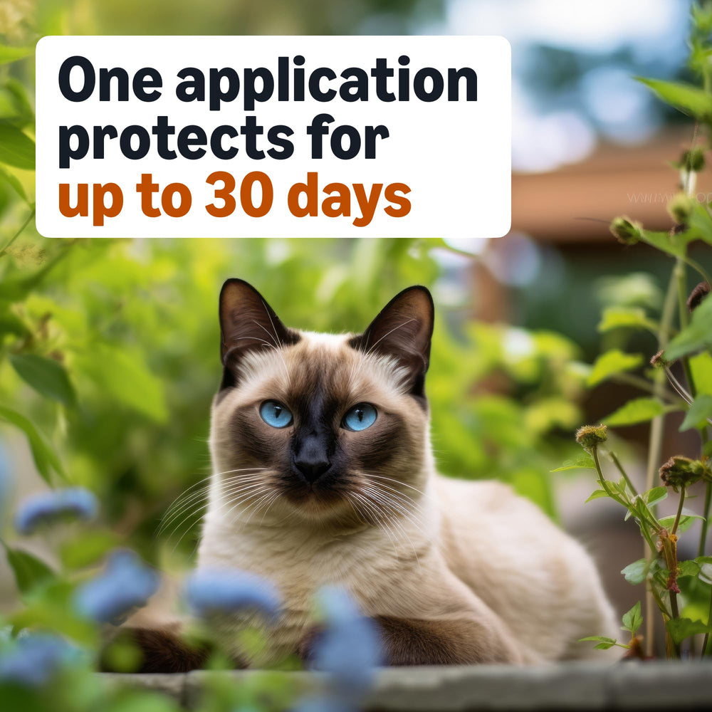 Amazon Basics Pack 4 doses pour chat moyen, solution prête à l’emploi.