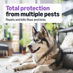 Emballage Amazon Basics traitement puces et tiques chien grand – emballage peut varier