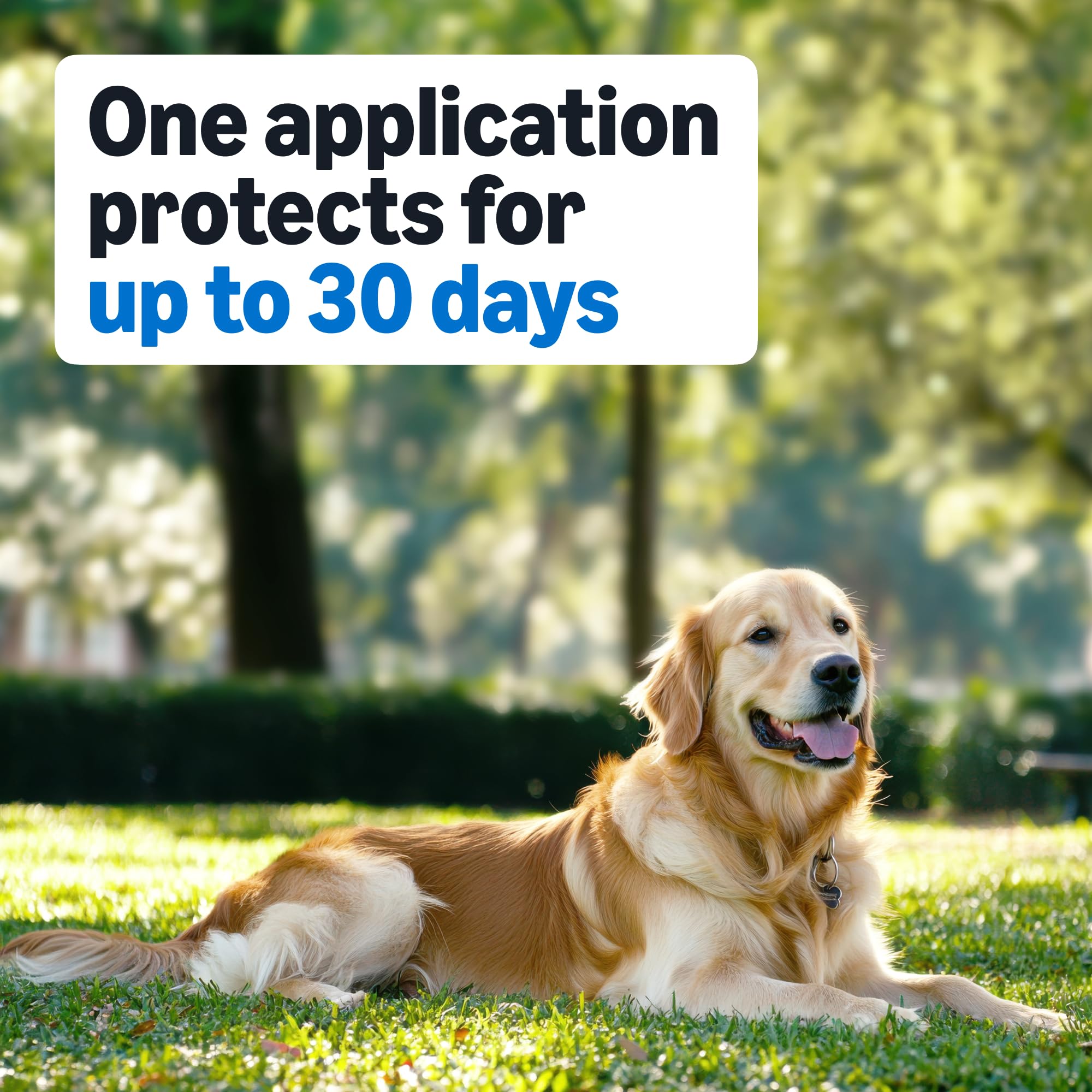 Amazon Basics – protection jusqu’à 30 jours par dose pour chiens moyens.