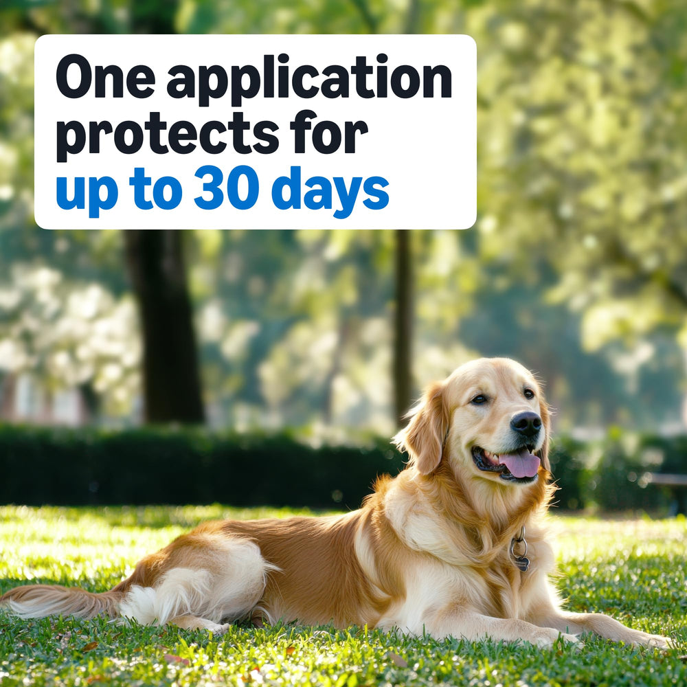 Amazon Basics – protection jusqu’à 30 jours par dose pour chiens moyens.