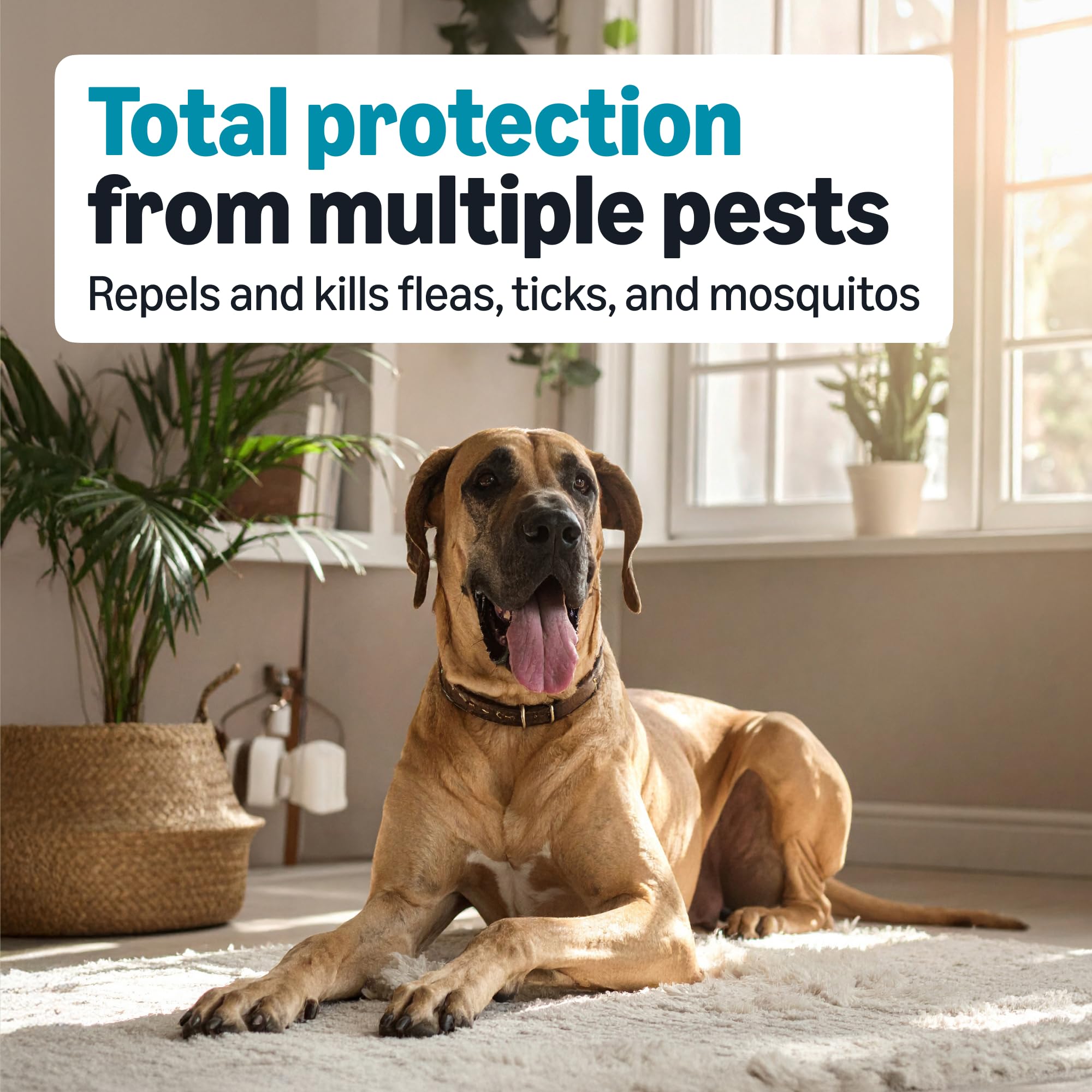 Application sur le pelage d’un chien de grande taille avec le produit Amazon Basics.