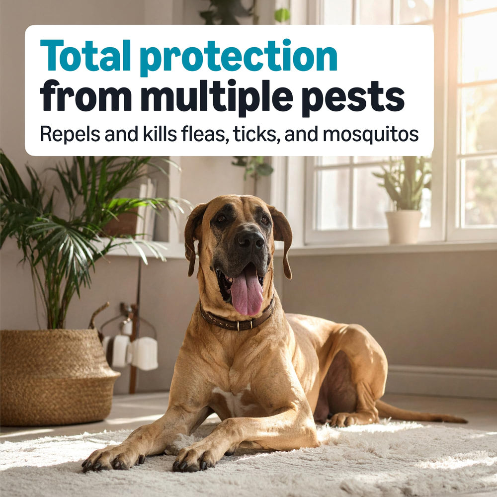 Application sur le pelage d’un chien de grande taille avec le produit Amazon Basics.