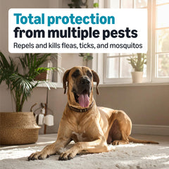 Application sur le pelage d’un chien de grande taille avec le produit Amazon Basics.