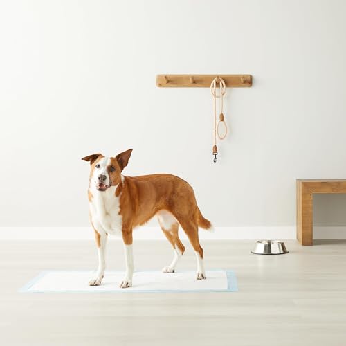 Utilisation domestique quotidienne avec un chien sur tapis-pipi Amazon Basics.