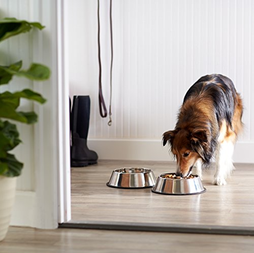 Ensemble de deux bols Amazon Basics pour chien et chat, usage quotidien.