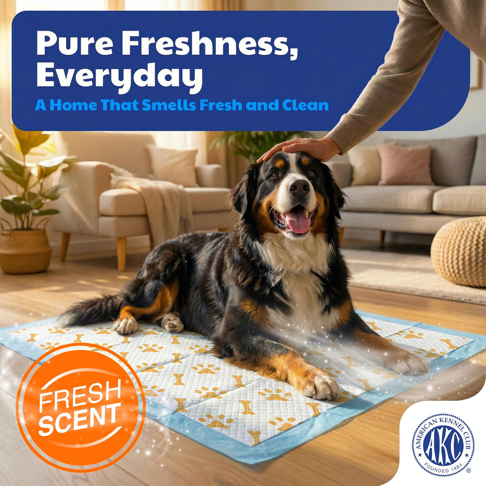 AKC Tapis chiot avance avec formule 3-en-1 attire le chiot.