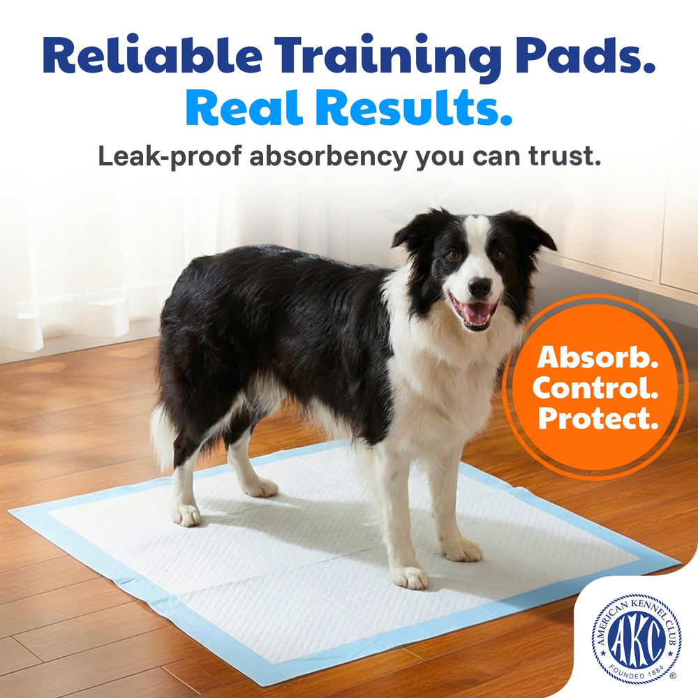 AKC tapis chiot 3-en-1 attractant facilite l'apprentissage de la propreté.