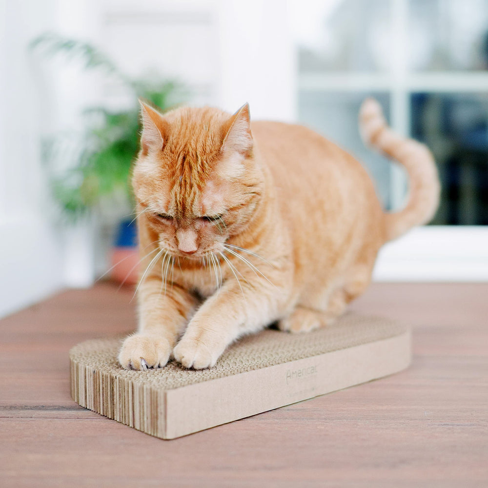 Americat structure-carton-industriel solide pour chats actifs.