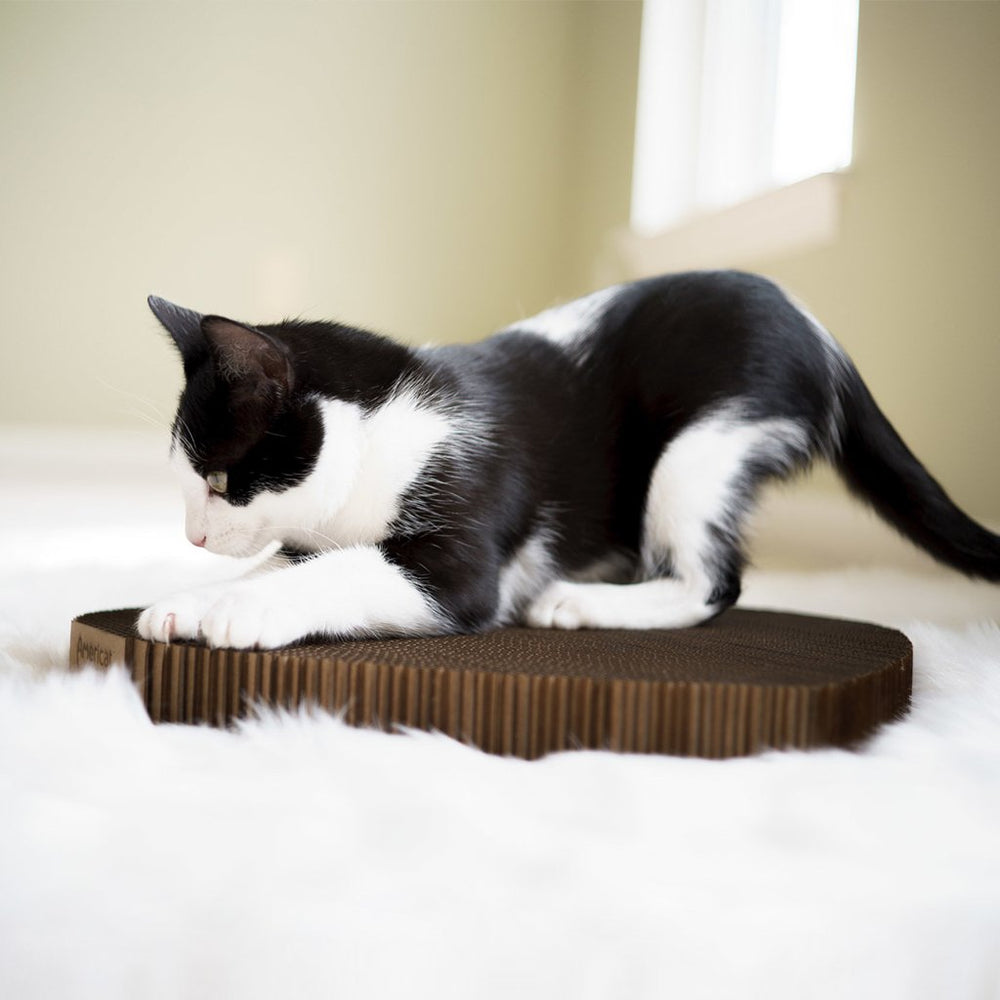 Americat utilisation-confort à la maison pour grattage et détente.