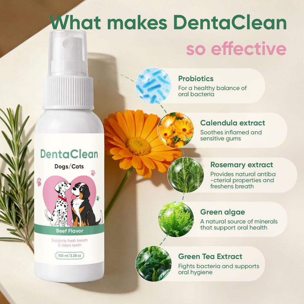 AMOQUCT Dentaclean emballage 100 ml, solution naturelle sans brossage
