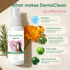 AMOQUCT Dentaclean emballage 100 ml, solution naturelle sans brossage