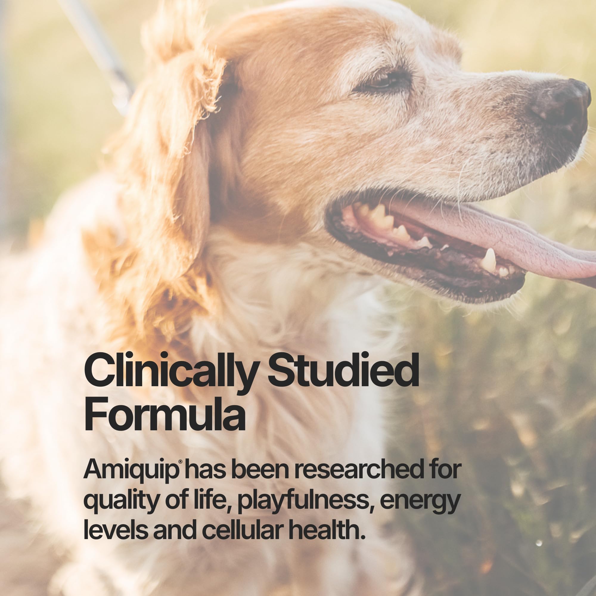 Amiquip Étiquette Nutrition Senior Chien: informations claires sur les ingrédients.