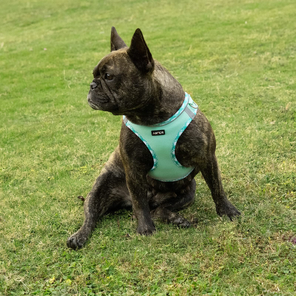 AMTOR sortie chien quotidien vert: assurant confort et sécurité sans s'agiter.
