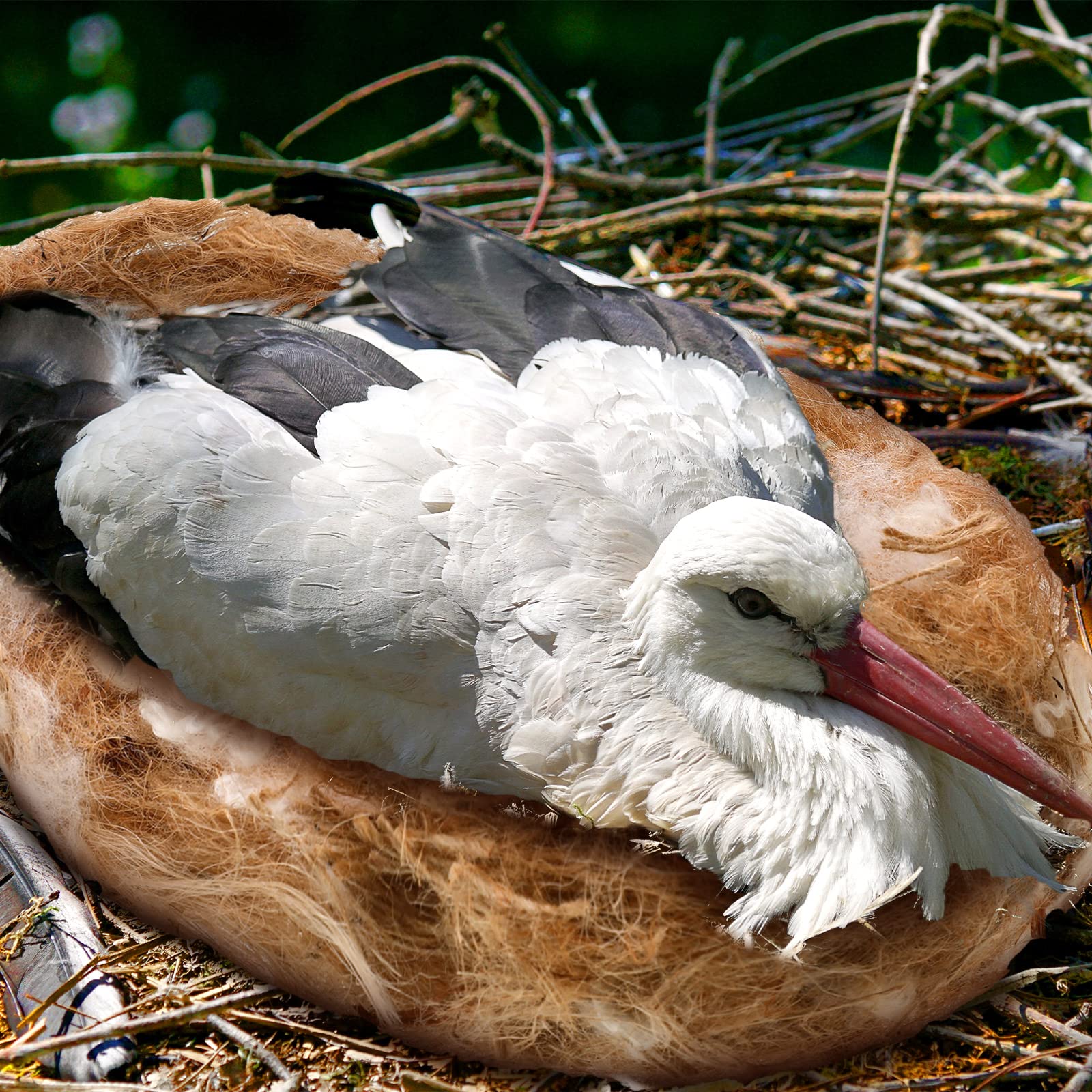Amyhill adapté à diverses espèces, parfait pour perruches et canaris.